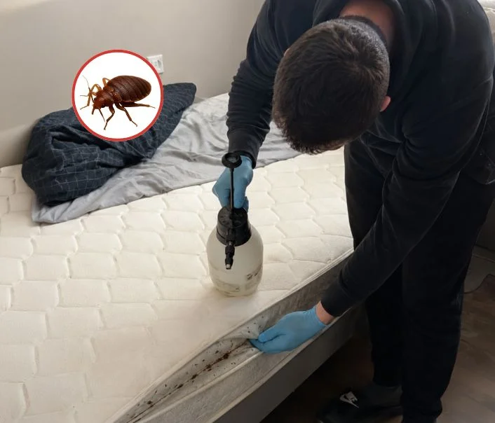 Technicien traitant un matelas contre les punaises de lit à Le Val-Saint-Germain